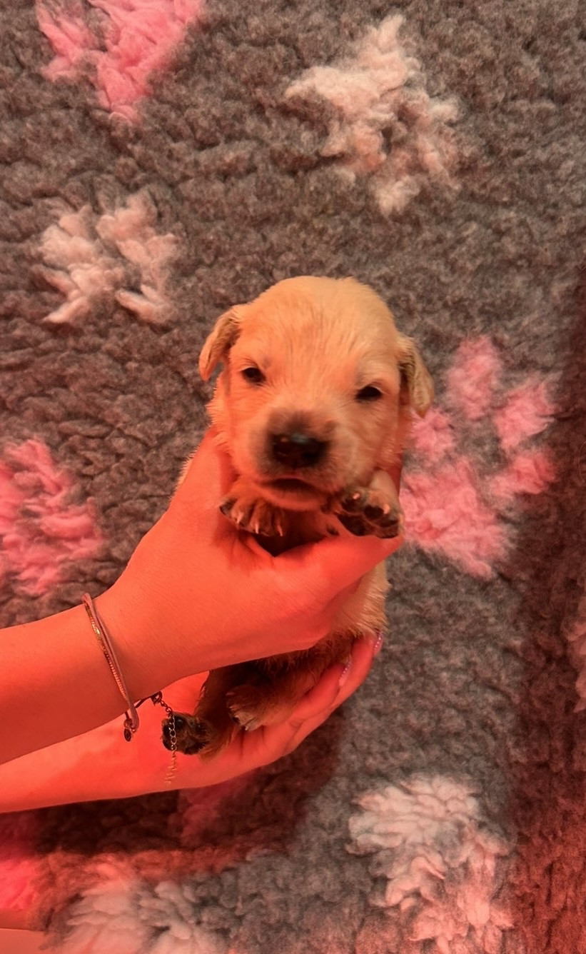 D’Un Rêve à Quatre Pattes - Chiots disponibles - Golden Retriever