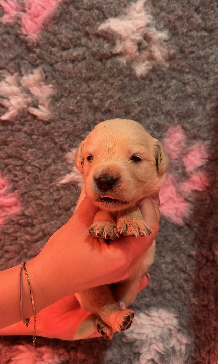 D’Un Rêve à Quatre Pattes - Chiots disponibles - Golden Retriever