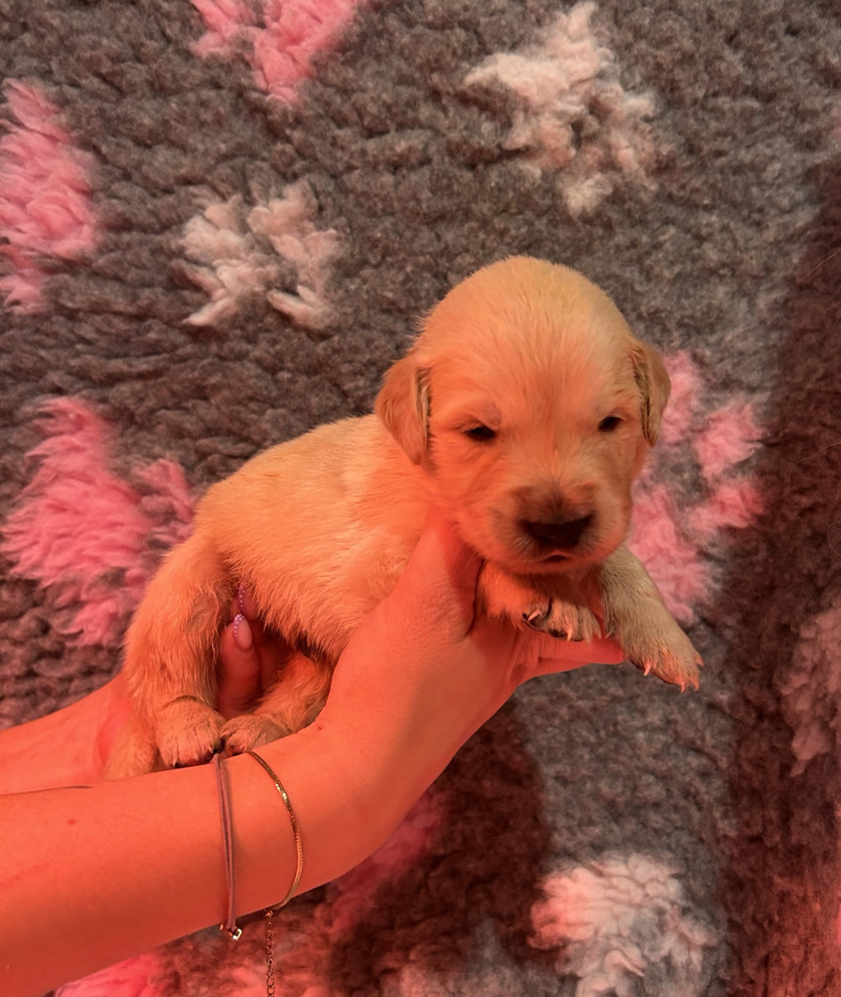 D’Un Rêve à Quatre Pattes - Chiots disponibles - Golden Retriever