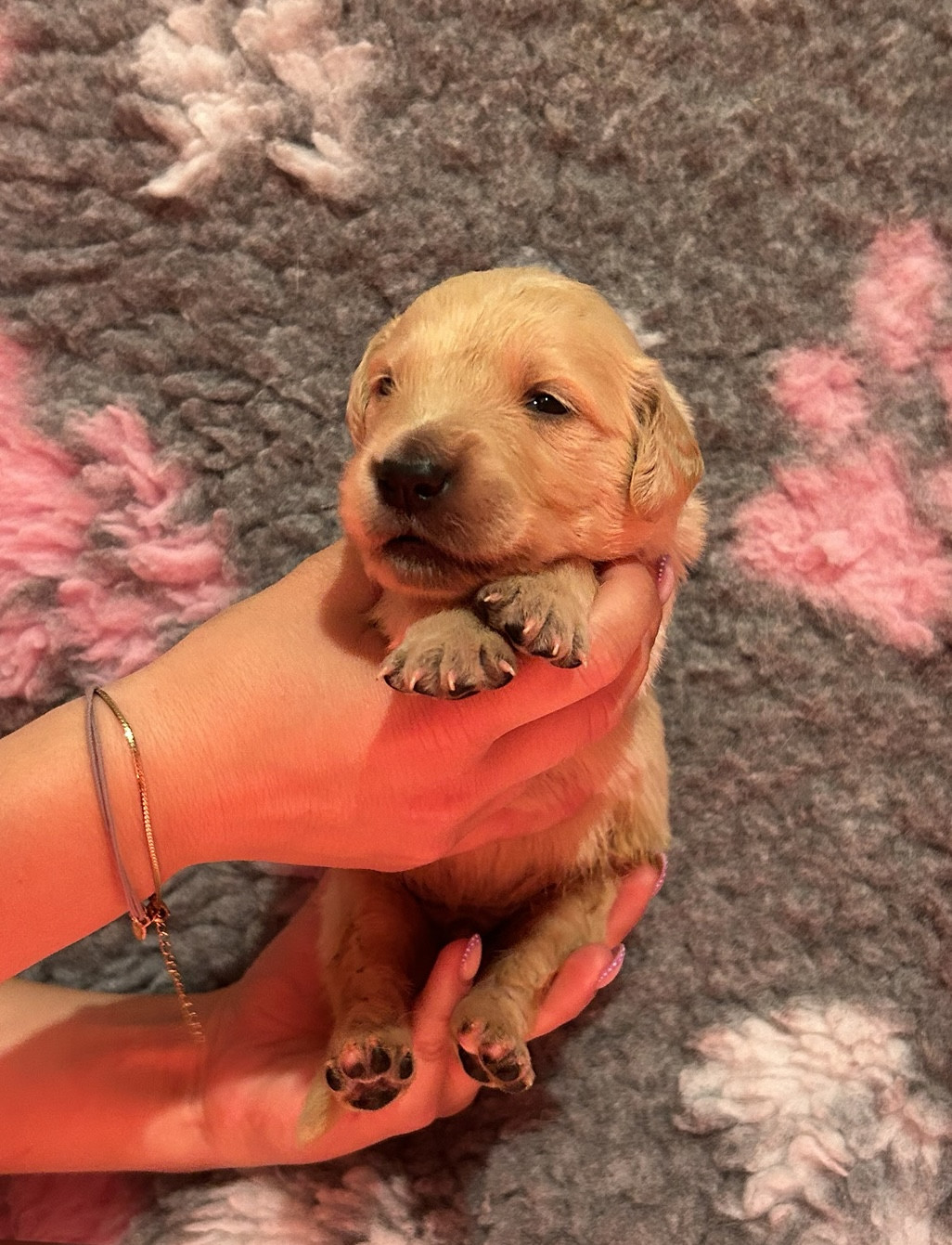 D’Un Rêve à Quatre Pattes - Chiots disponibles - Golden Retriever