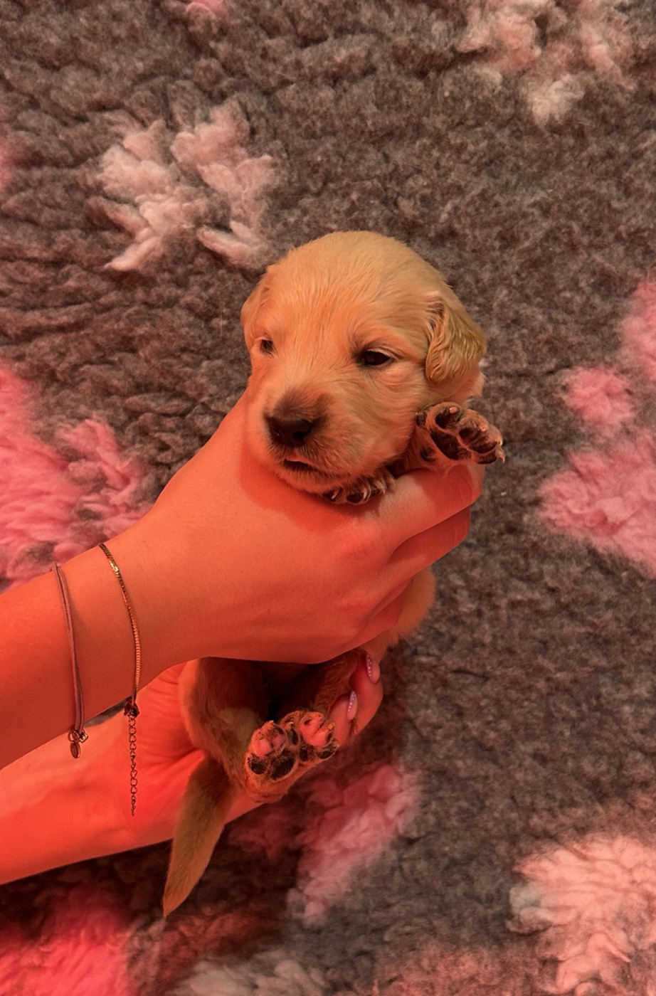 D’Un Rêve à Quatre Pattes - Chiots disponibles - Golden Retriever