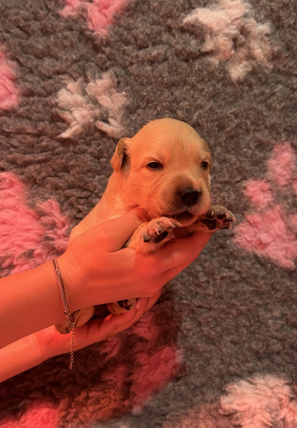 D’Un Rêve à Quatre Pattes - Chiots disponibles - Golden Retriever