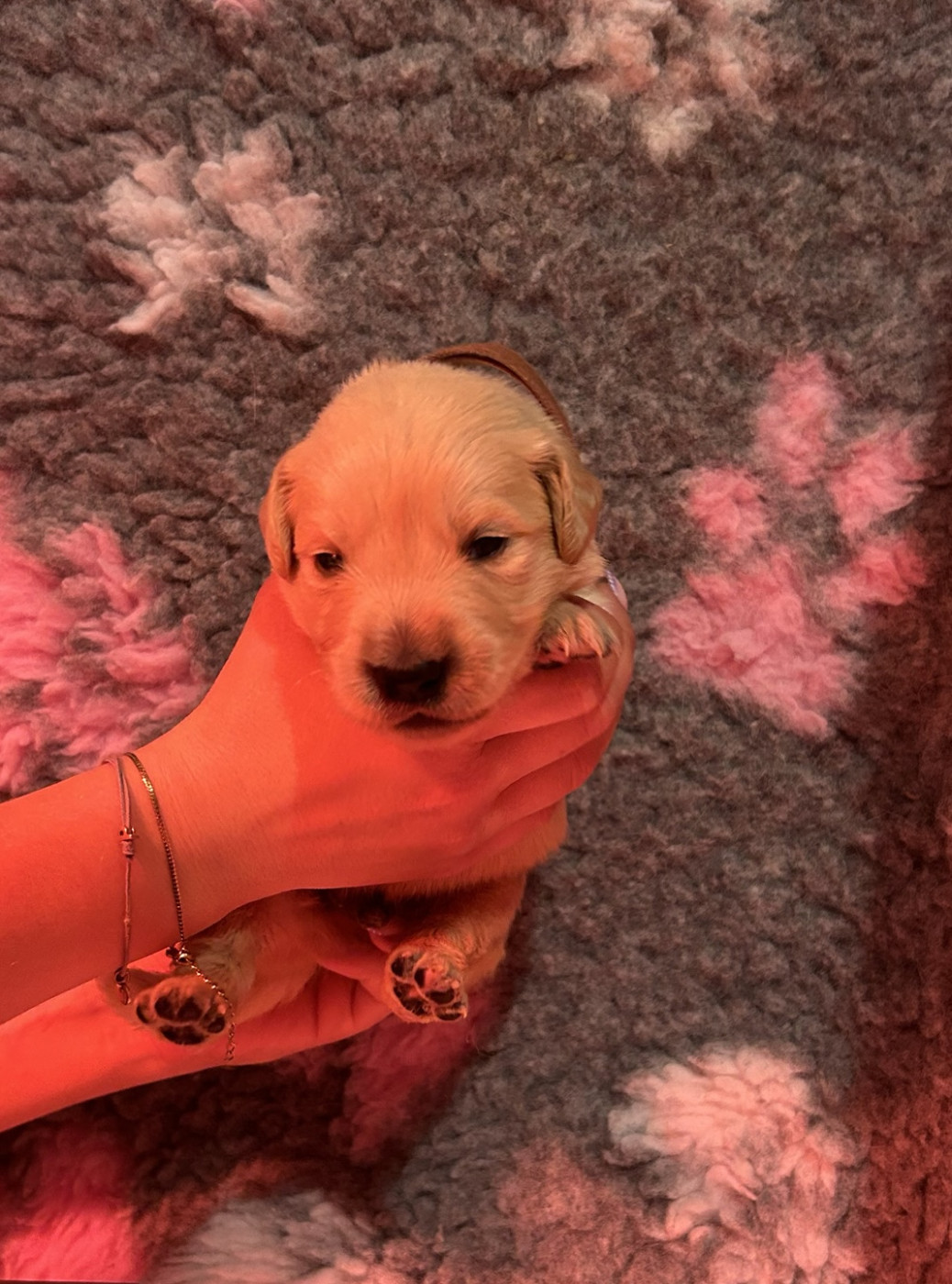 D’Un Rêve à Quatre Pattes - Chiots disponibles - Golden Retriever