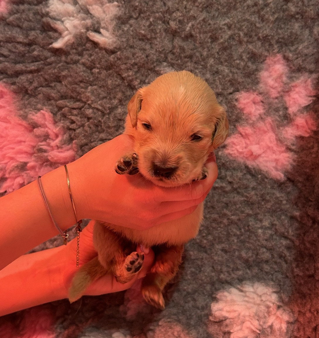 D’Un Rêve à Quatre Pattes - Chiots disponibles - Golden Retriever