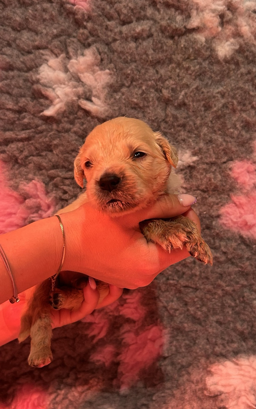 D’Un Rêve à Quatre Pattes - Chiots disponibles - Golden Retriever